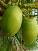 Coconut-Desi- Fruit Plants & Tree - Exotic Flora