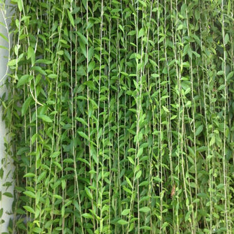 Curtain Creeper - Creepers & Climbers - Exotic Flora