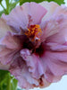 Hibiscus Purple DOUBLE - Flowering Shrubs