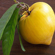 Eggfruit  - Fruit Plants & Tree - Exotic Flora