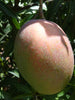 Mango Suvarnarekha (Grafted) - Big Size Plants