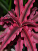 Cryptanthus Red - Indoor Plants - Exotic Flora