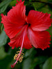 Hibiscus Red Desi - Flowering Plants