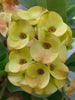 Euphorbia milii/Crown Of Thorns New Hybrids Yellow - Cacti & Succulant - Exotic Flora