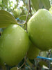 Indian Jujube Apple(Grafted) -Fruit Plants & Tree