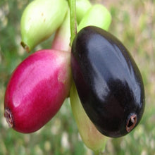 Jambolan Badoli  (Grafted) -Big Size Plants