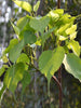 Ficus Religiosa/Peepal Tree - Avenue Trees - Exotic Flora