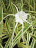 Variegated Spider Lily  - Flowering Plants