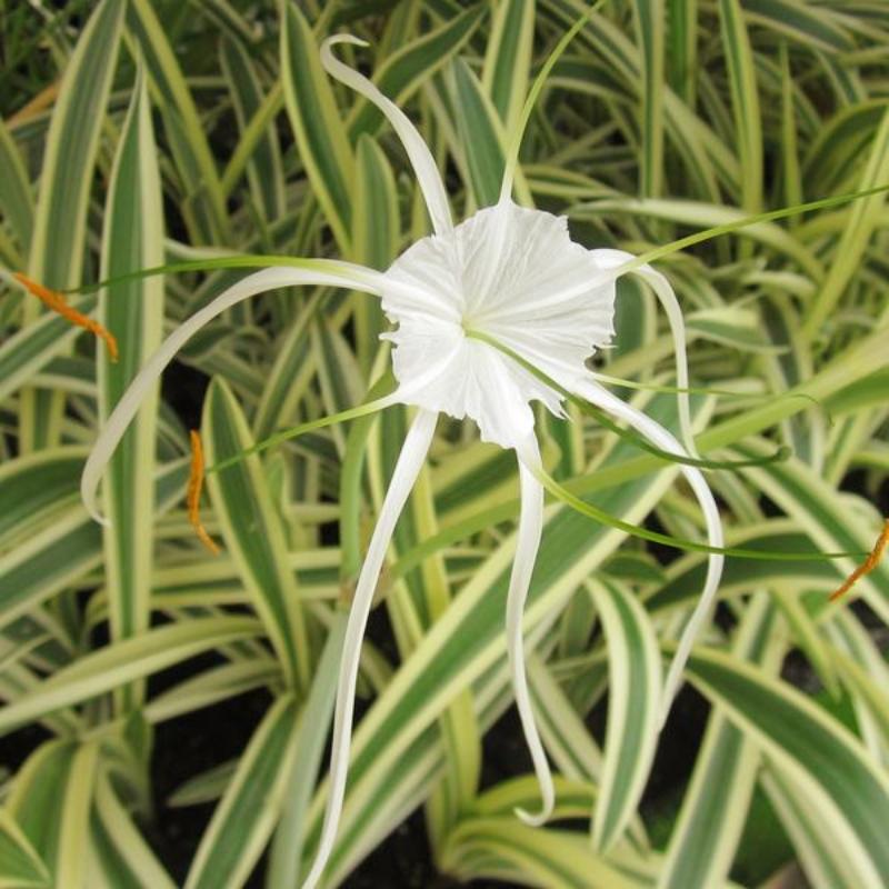 spider lily white plant Variegated Spider Lily