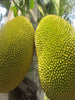 Jack fruit-Honey Panasa(Grafted)-Big Size Plants