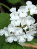 Lantana White - Flowering Shrubs