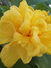 Hibiscus Yellow DOUBLE - Flowering Shrubs