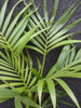 Kentia Forsteriana - Palms