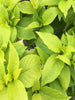 Pisonia Alba- Indoor/Outdoor-Ornamental Plants