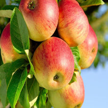 Apple Gold (Grafted) - Fruit Plants & Tree - Exotic Flora