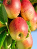 Apple Gold (Grafted) - Fruit Plants & Tree - Exotic Flora