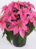 Poinsettia pink - SEASONALS