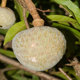 Bullock Heart/ Ramaphal (Grafted)- Fruit Plants & Tree - Exotic Flora