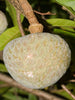 Bullock Heart/ Ramaphal (Grafted)- Fruit Plants & Tree - Exotic Flora