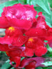 Antirrhinum Red - SEASONALS - Exotic Flora