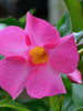 Mandevilla Pink Single - Creepers & Climbers