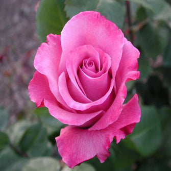 Floribunda Rose - Flowering Shrubs - Exotic Flora