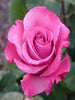 Floribunda Rose - Flowering Shrubs - Exotic Flora