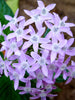 Pentas Violet - Flowering Plants