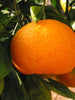 Orange-Kinnow(Grafted)- Fruit Plants & Tree