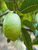 Guava Allhabad Safed -Big Size Plants