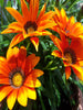 Gazania orange- SEASONALS