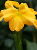 Cossandra Yellow - Flowering Plants - Exotic Flora