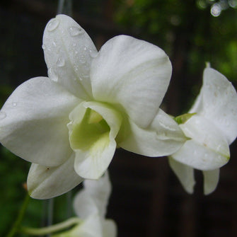 Dendrobium Orchid White - Flowering Plants - Exotic Flora