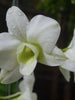 Dendrobium Orchid White - Flowering Plants - Exotic Flora