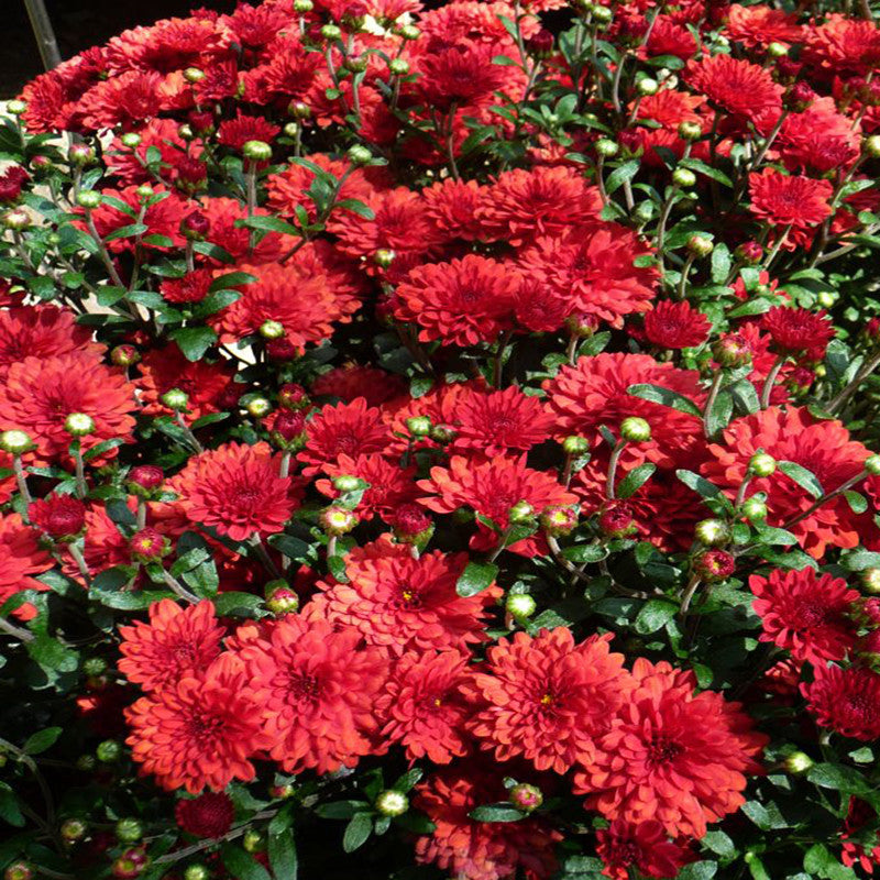 Chrysanthemum Dark Red SEASONALS Exotic Flora