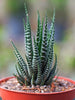 Haworthia zebra -Gift Plants