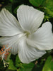 Hibiscus White Desi  - Flowering Plants