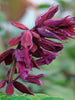 Salvia Purple- SEASONALS