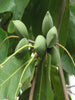 Indian Almond-Avenue Trees