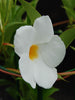 Mandevilla White Single - Creepers & Climbers