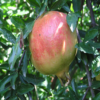 Anar Ganesh(Grafted)- Fruit Plants & Tree - Exotic Flora