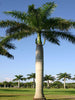 Royal Bottle Palm - Palms