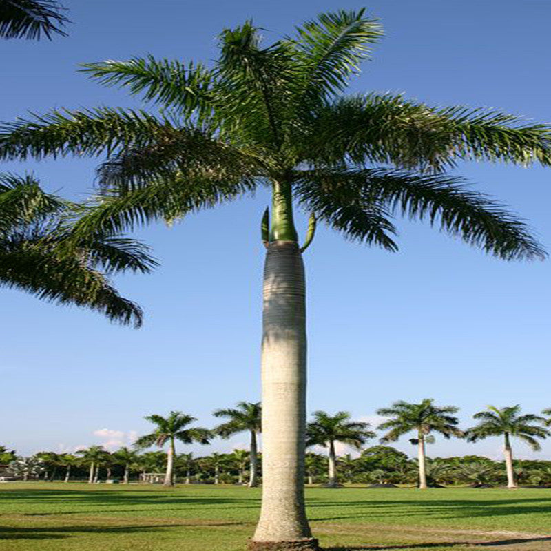 bottle palm planting distance Royal Bottle Palm