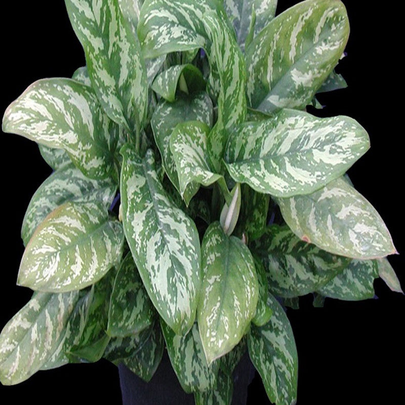 aglaonema commutatum malay beauty Aglaonema Malay Beauty
