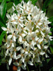 Ixora Mini Dwarf White - Flowering Shrubs