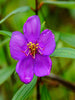 Melastoma Malabathricum - Flowering Shrubs