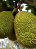 Jack fruit-Gumless Panasa(Grafted) - Fruit Plants & Tree