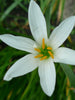 Rain lily  White - Flowering Plants