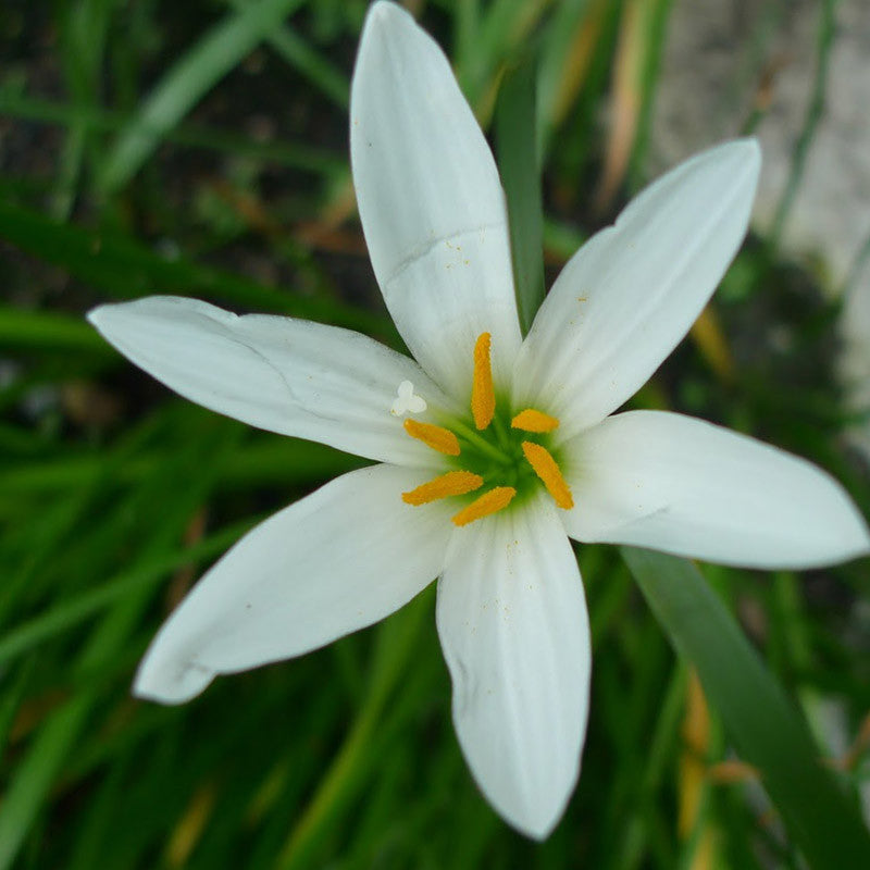 white lily like flower Rain lily White