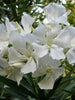 Nerium mini White Single - Flowering Shrubs